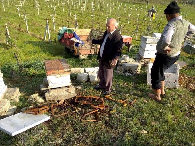 Kış uykusundan uyanan ayılar bal kovanlarına saldırdı