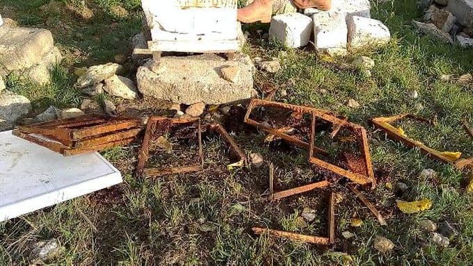 Kış uykusundan uyanan ayılar bal kovanlarına saldırdı