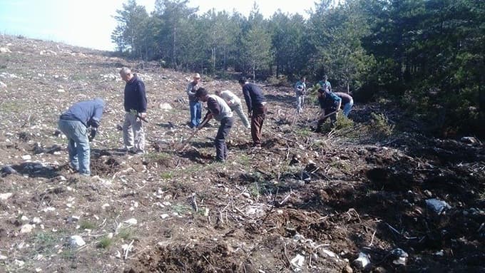 Taraklı'da yanan ormanlık alan ağaçlandırılıyor