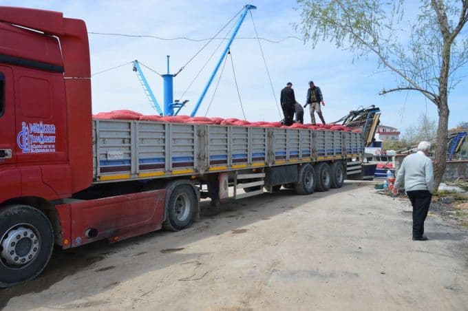 Balıkçıların yüzü kum midyesi ile güldü