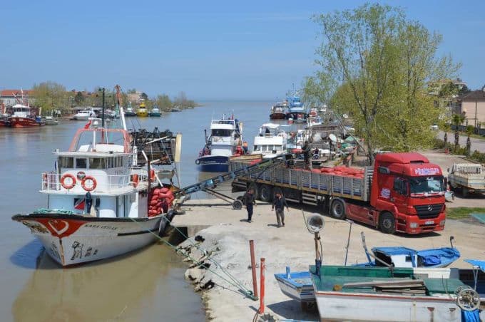 Balıkçıların yüzü kum midyesi ile güldü