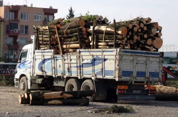Yeni hastane binası için 100 ağaç kesildi 