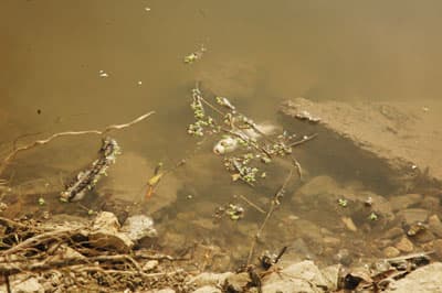 Sakarya Nehri'nde Çevre Katliamı Yaşanıyor