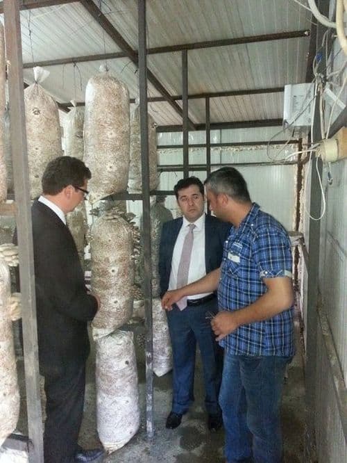 Sakarya'da kayın mantarı yaygınlaşıyor