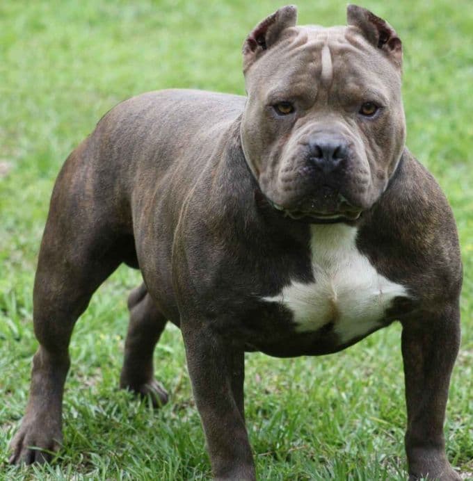Adapazarı'nda pitbull dehşeti!