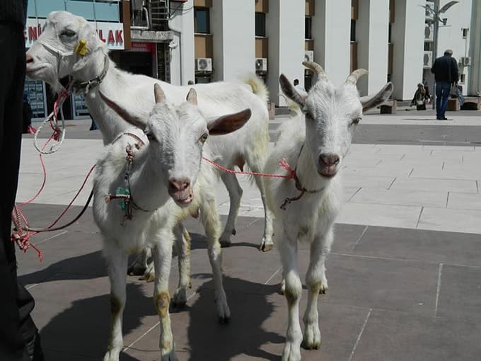 Şehir merkezinde keçileriyle gezdi