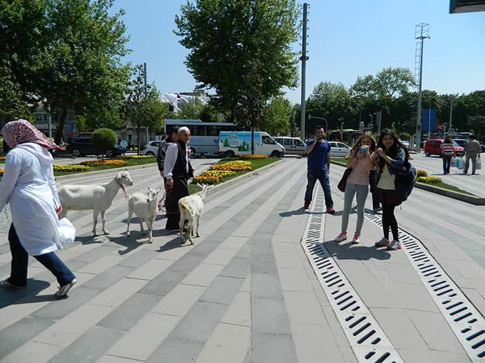 Şehir merkezinde keçileriyle gezdi