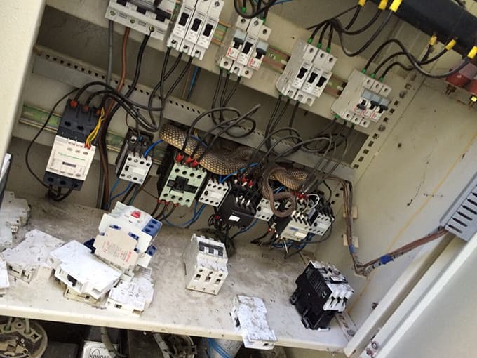 Elektrik trafosundan 2 metrelik yılan çıktı
