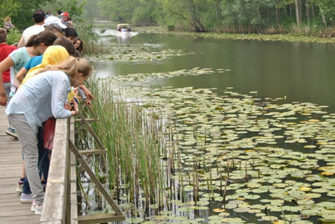 Acarlar Longozu, turist akınına uğruyor