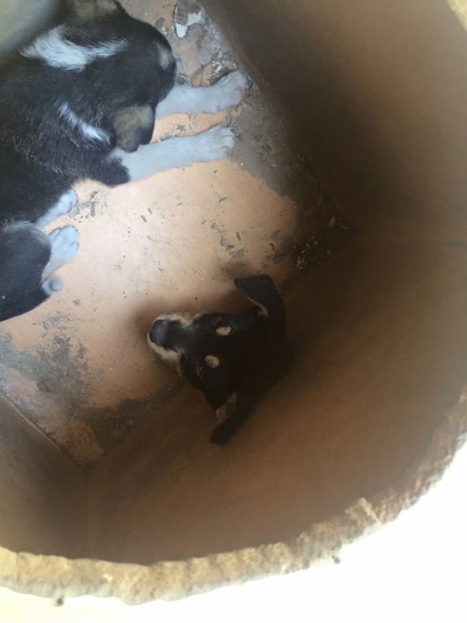 Kafası sıkışan köpeği itfaiye ekibi kurtardı