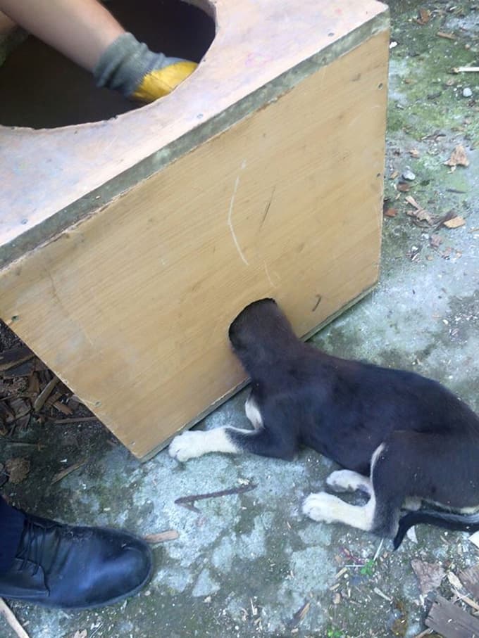 Kafası sıkışan köpeği itfaiye ekibi kurtardı