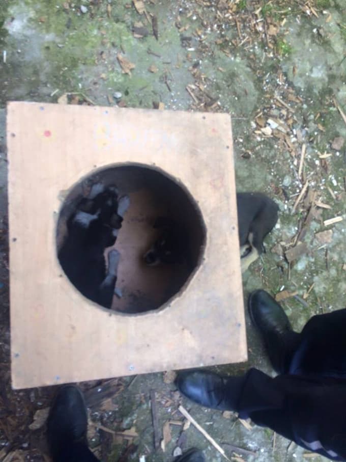 Kafası sıkışan köpeği itfaiye ekibi kurtardı