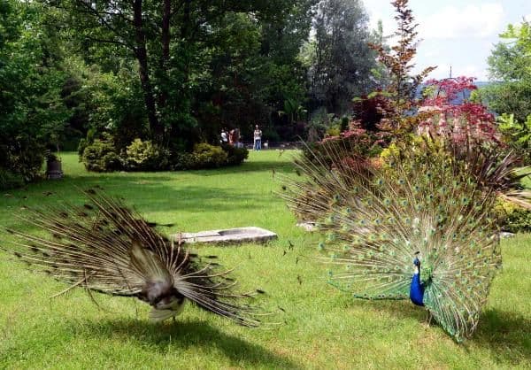 Doğapark'ta tavus kuşlarından görsel şölen