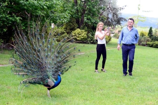 Doğapark'ta tavus kuşlarından görsel şölen