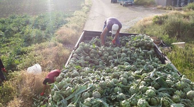 Taraklı'da enginar hasadı başladı