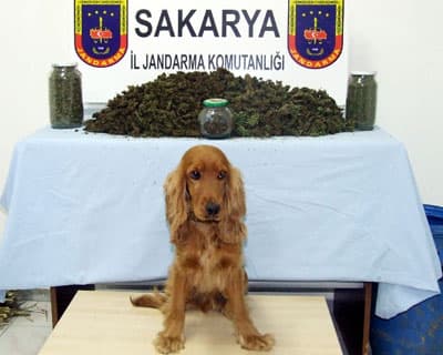 Jandarma'dan Uyuşturucu Tacirlerine Bir Darbe Daha