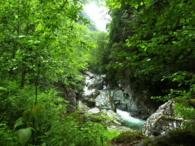 Susuz Kalmamak İçin Son Kurtuluş: Ormanlar