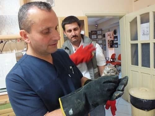 Yaralı kukumav kuşu, tedavi edildi