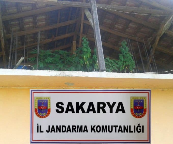 Jandarmadan uyuşturucu operasyonu