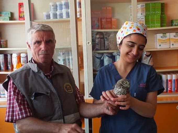 Yaralı kukumav kuşu tedavi edildi