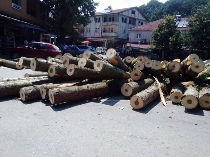 Kavak ağaçları yüklü traktör devrildi