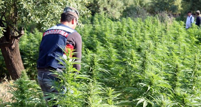 3 ilçede uyuşturucu operasyonu yapıldı