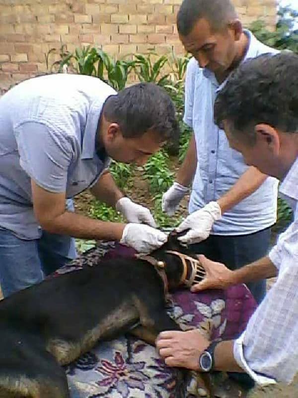 Köpeğini vuran imamı şikayet edince işinden oldu