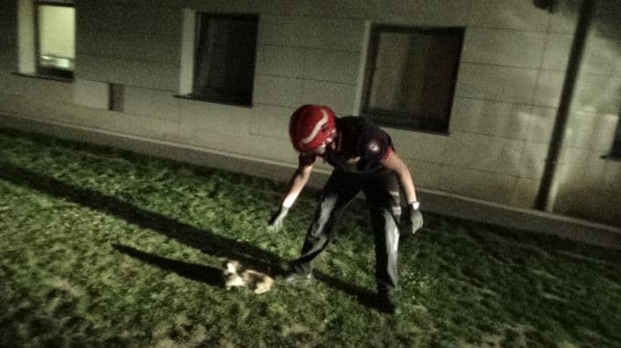 SEAH'ta kedi kurtarma operasyonu