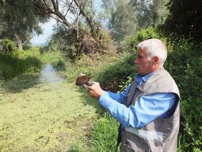 Tedavisi yapılan su tavuğu, doğaya salındı