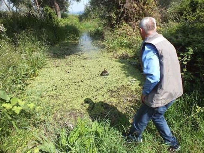 Tedavisi yapılan su tavuğu, doğaya salındı