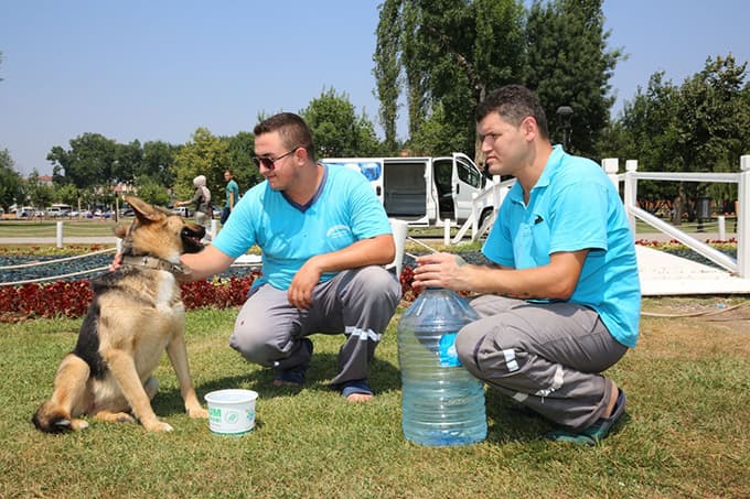 Adapazarı Belediyesi sokak hayvanlarına su ve yem bıraktı