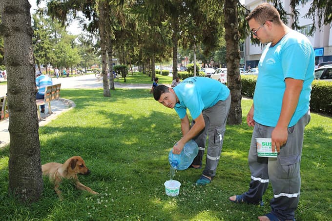 Adapazarı Belediyesi sokak hayvanlarına su ve yem bıraktı
