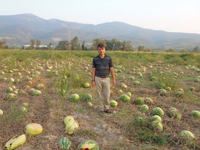 Fiyatı 10 kuruşa düştü, tonlarca karpuz tarlada kaldı