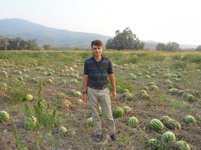 Fiyatı 10 kuruşa düştü, tonlarca karpuz tarlada kaldı