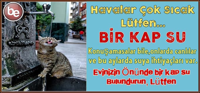 "Sokak hayvanlarına sahip çıkmak insanlık görevimizdir"