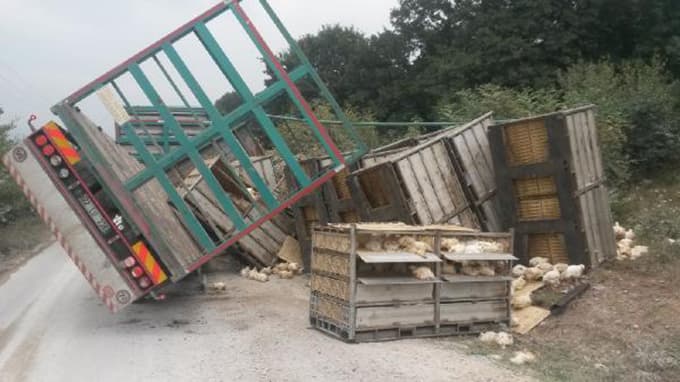 TIR dorsesindeki kesimhaneye götürülen tavuklar telef oldu