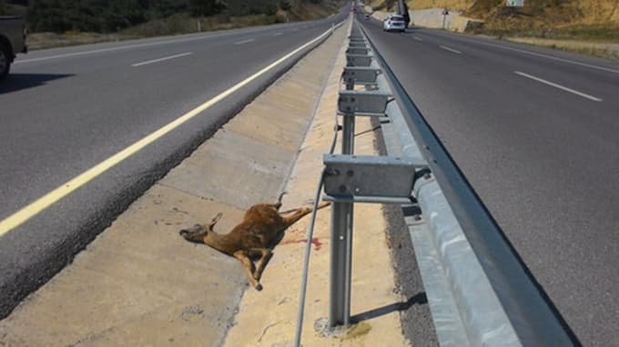 Aracın çarptığı karaca telef oldu