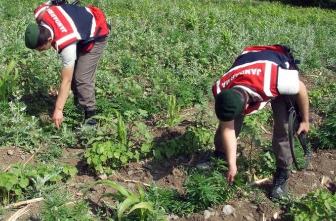 Jandarmadan 9 ilçede uyuşturucu operasyonu