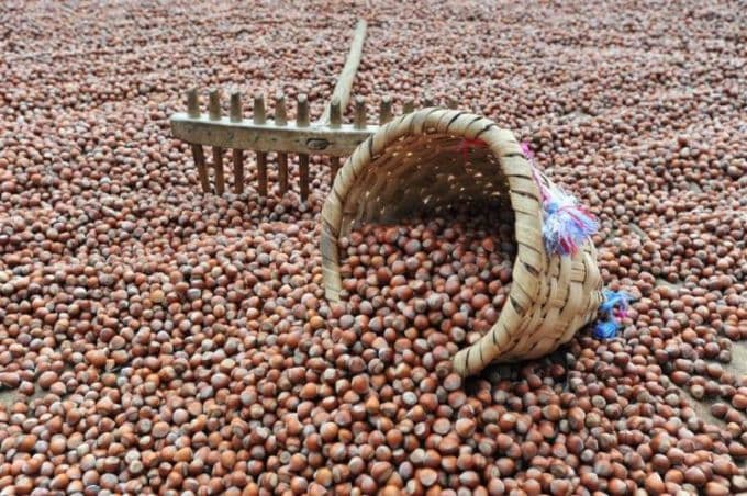 Bahçedeki 70 kilo fındığı çaldılar
