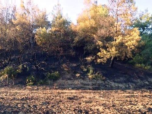 Taraklı'da korkutan yangın