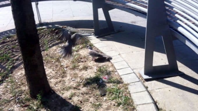 Çifte kumruların alan kavgası