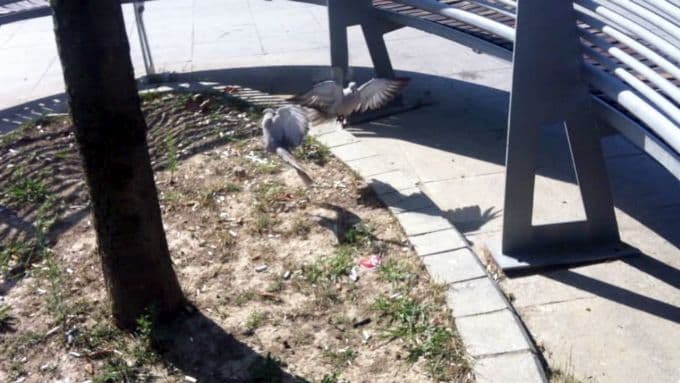 Çifte kumruların alan kavgası