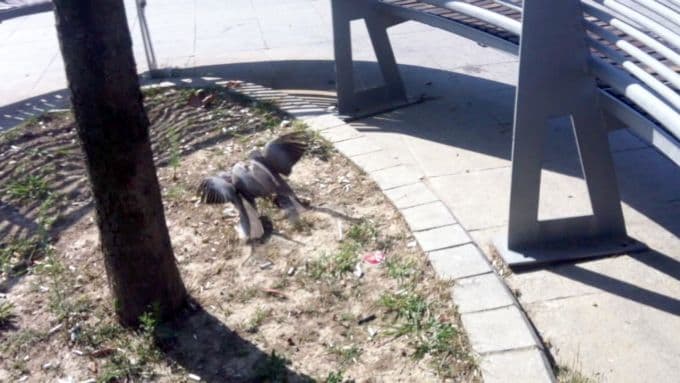 Çifte kumruların alan kavgası