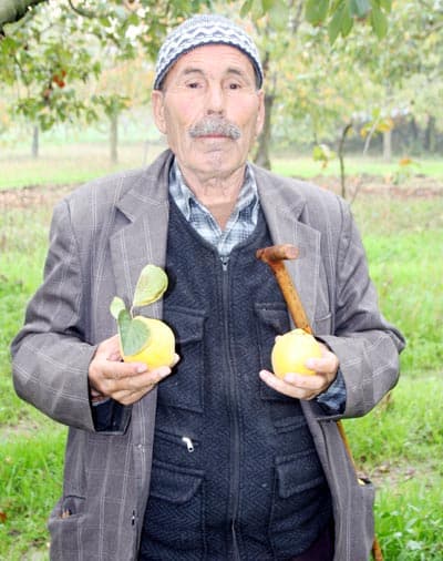 Avrupalılar, Ayvayı Türkiye'den Yiyiyor