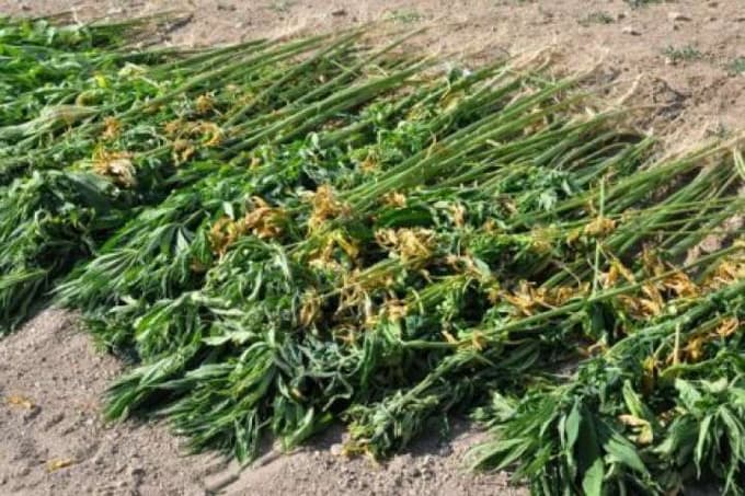 Kocaali'de 5 kilogram kubar esrar ele geçirildi