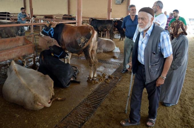 Kurbanlıklar alıcısını bekliyor