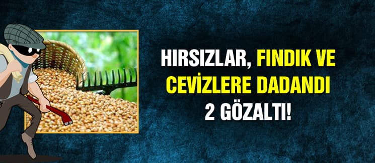 Hırsızlar, fındık ve cevizlere dadandı