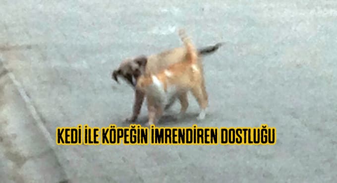 Kedi ile köpeğin imrendiren dostluğu