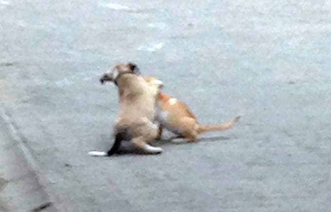 Kedi ile köpeğin imrendiren dostluğu