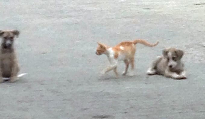 Kedi ile köpeğin imrendiren dostluğu